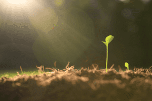 Qué me enseñaron mis plantas sobre el éxito