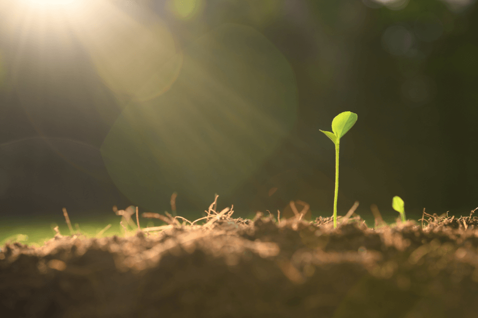 Qué me enseñaron mis plantas sobre el éxito