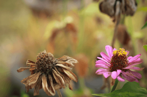 Quiero morir mientras duermo